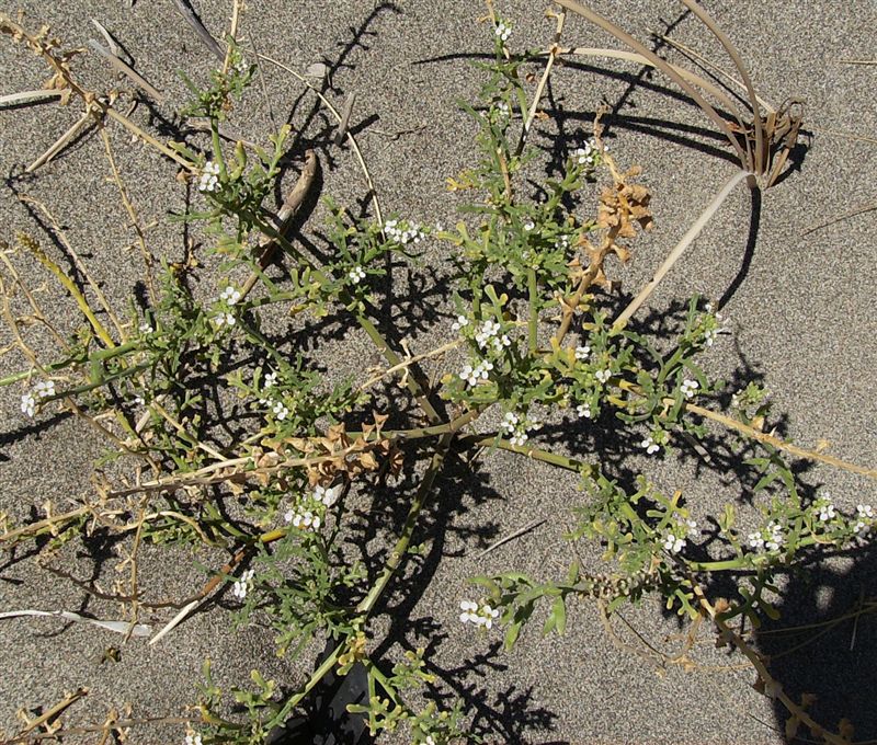 Cakile maritima